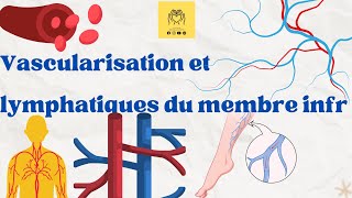 🫀Revision sur langiologie  vascularisation du membre inférieur artères  veines  lymphatiques 📌 [upl. by Hauck247]