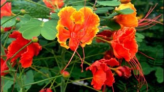 How To Grow Caesalpinia Pulcherrima  Peacock Flower Seeds  Bird of Paradise Part 2 fypシ゚viral [upl. by Janey]