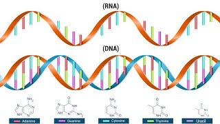 LUCIFERASE DEACTIVATOR RNA DNA HEALING [upl. by Strickland]