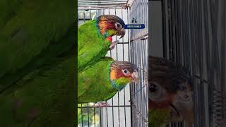 Blue Throated conure  Fairland Pet Number 9544495581 shorts conure [upl. by Felicidad]