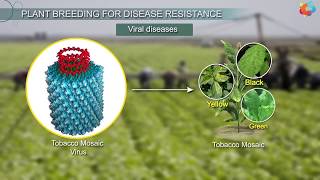 Plant Breeding for Disease Resistance [upl. by Bathesda]