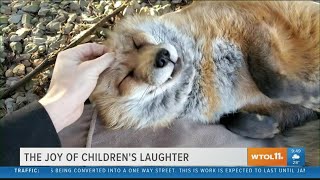 This adorable laughing fox is sure to get you smiling  Your Day [upl. by Scoter]