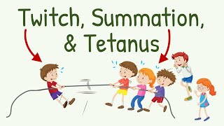 Twitch Summation and Tetanus in Skeletal Muscle Contraction  Physiology with Animation [upl. by Messab]