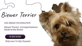 Biewer Terrier A Comprehensive Guide to the Breed  Dog Breeds [upl. by Ilowell396]