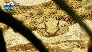 Fascinating Desert Horned Viper Snake [upl. by Khano]