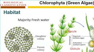 Chlorophyta  Green algae  chlorophyceae  kingdom protesta [upl. by Steele282]