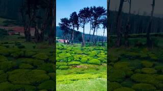 Ooty💞ytshorts shorts travel trending [upl. by Asiole200]