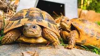 The BEST pet tortoises Russian and Testudo Tortoises [upl. by Rohpotsirhc448]