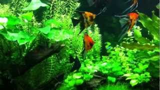 Planted Tank Koi Angelfish amp Tetras [upl. by Rivy180]