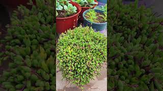 Wow beautiful echeveria plants plants succulent shortvideo gardenflowers indoorgardening [upl. by Lavicrep]