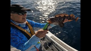 1272024 Coronado Islands Rockpile Mexico Lingcod Sheephead Whitefish Sashimi Rockfish [upl. by Iggy]