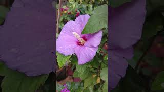 Purple hibiscus [upl. by Hughie267]