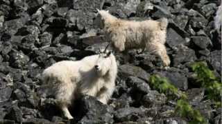 Mountain Goats in Bella Coola [upl. by Treve]