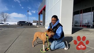 Oscar is a SharPei German Shepherd Mix looking for a furever home [upl. by Ury]