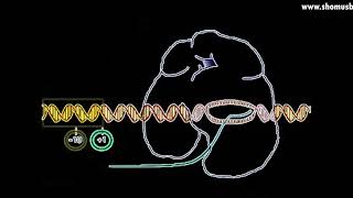 Transcription animation  DNA transcription initiation elongation and termination [upl. by Adelheid692]