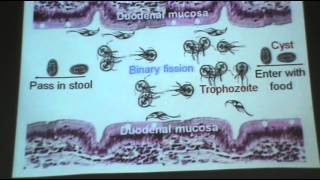 DrAzza  Protozoa 2 Balantidium coli \Giardia lamblia [upl. by Miett]