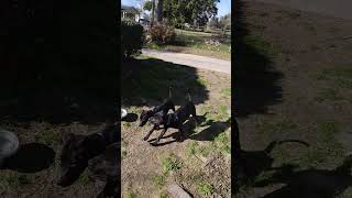 2 Vicious Kennels 2VKs Patins Animal Patins Bowser Patins Ju 4 months [upl. by Madden568]