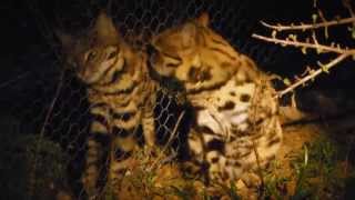 In the Spotlight Blackfooted Cats [upl. by Damour]