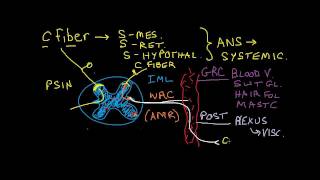 Nociception 3 of 4 Sympathetic Nervous System Effects [upl. by Neeli]