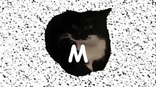 maxwell the cat speen [upl. by Monreal]