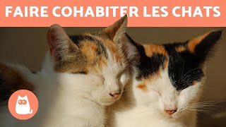 Comment faire cohabiter deux chats 🐱 [upl. by Valdis]