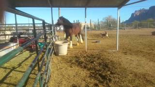 Clydesdales running bucking and playing [upl. by Issy]