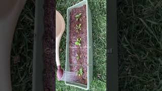 DE CERO A EXPERTO GERMINANDO SEMILLAS EN 7 DÍAS [upl. by Sabelle172]