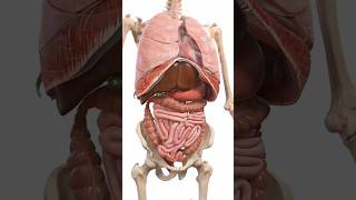 Human Internal organs 3D Animationhumanbody humanorgansystem humananatomy [upl. by Swayne]