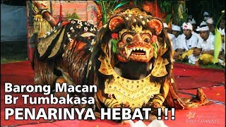 23 M VIEWS BARONG MACAN BALI  Tegallalang Gianyar [upl. by Zalucki942]