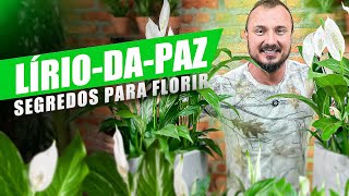 Dicas para o LÍRIODAPAZ FLORESCER  Descubra COMO CULTIVAR [upl. by Aiderfla211]