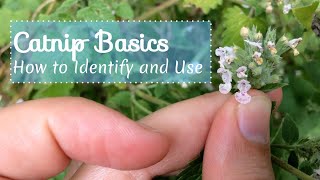 Catnip Basics How to Identify and Use [upl. by Tufts]