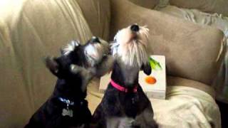 Mini Schnauzer Howl Duke and Duchess [upl. by Allertse]