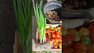 Our Allotment Harvesting in September [upl. by Salamone]