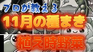 11月の種まき野菜 農家が教える初心者でもできる育てれる簡単なお野菜 [upl. by Anelrahs]