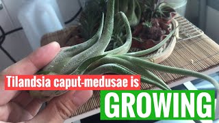 Tillandsia caputmedusae is Growing unique beauty [upl. by Rudyard]