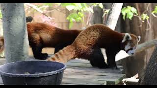 How to Steal a Red Panda [upl. by Edmond]