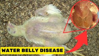 NATURAL TREATMENTS FOR WATER BELLY DISEASE ASCITES IN BROILERS [upl. by Schroder]