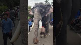 പാമ്പാടി രാജൻ pambadirajan pambadi pambadyrajan pambady kottayam elephant kerala thrissur [upl. by Nodlehs]