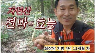 하늘이 내린 명약 천마의 효능  췌장암 치병 4년 11개월 차 [upl. by Walcoff]