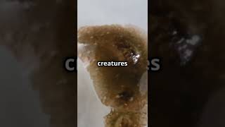 Flatworms can Regenerate their Body  wildlife animal amazingwildlife shorts sciencefacts [upl. by Irafat]