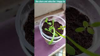 Gazania Flower Plant  How to Grow Gazanias gardeningwithRitz [upl. by Lennahs382]