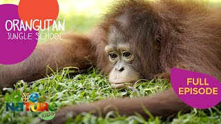 King Kasper  Orangutan Jungle School 103 [upl. by Fesuy]