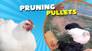 Pruning Pullets [upl. by Harrietta439]