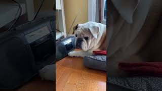 Bulldog fixes radio bulldog englishbulldog dog radio music seniordog [upl. by Nodearb]