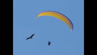 Paragliding Algodonales 2027 maart 2011 [upl. by Itnaihc]