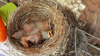 Robin Hatchlings  May 1 2024 [upl. by Zeculon]