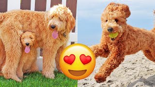 Goldendoodle — Adorable And Hilarious Videos And Tik Toks Compilation [upl. by Darrin]