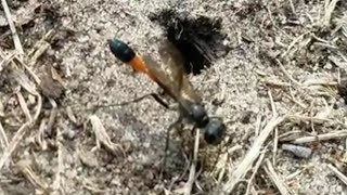 Die Gemeine Sandwespe Ammophila sabulosa Wespe großeWespe orangerot Stachel Erdloch [upl. by Marthena]