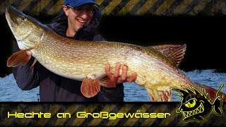 Hechte an Großgewässern kapitaler Hecht 121cm  giant pike 121 cm  48 inch [upl. by Akenihs954]