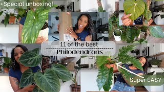 11 of the BEST Philodendrons  Unboxing two HUGE new plants  Beginner friendly [upl. by Placia]